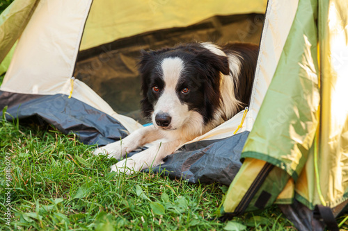 Outdoor portrait of cute funny puppy dog border collie lying down inside in camping tent. Pet travel adventure with dog companion. Guardian and camping protection. Trip tourism concept