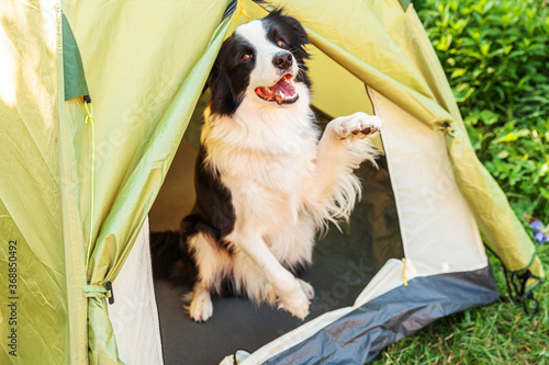 Outdoor portrait of cute funny puppy dog border collie sitting inside in camping tent. Pet travel adventure with dog companion. Guardian and camping protection. Trip tourism concept