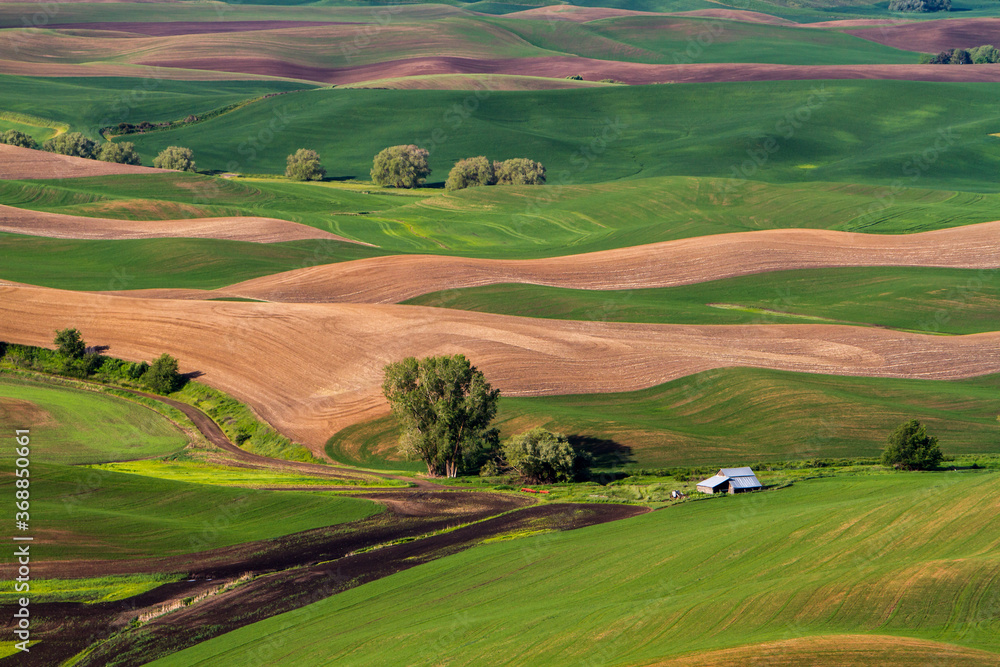 The view in the spring of wheat farms in the rolling hills of the palouse region of eastern washington.