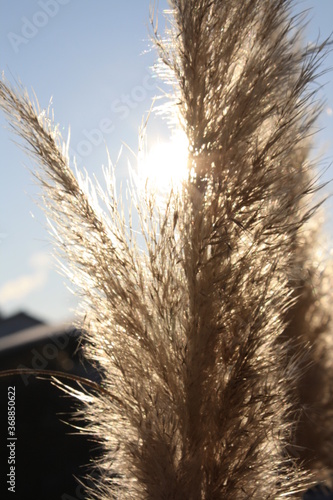 Reed in the winter sunset