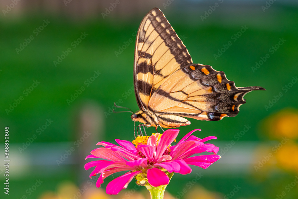 Yellow swallowtail butterfly perched on bright pink zinnia flower in garden
