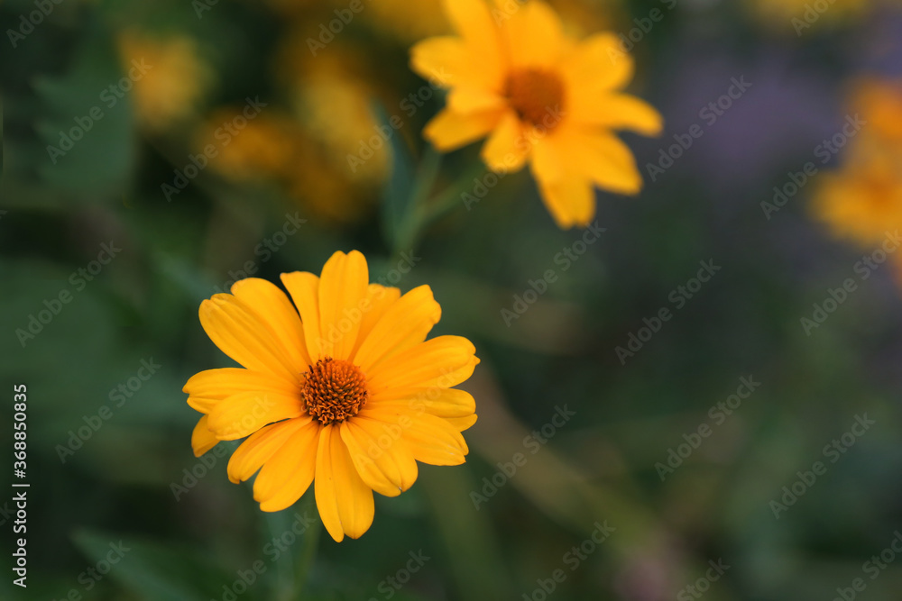 yellow flowers in the garden. The view from the top. Close. yellow flowers in the garden. The view from the top. Close.