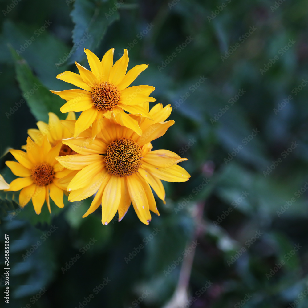 The flowers are yellow in color. Blooming plants. The view from the top. Close up. Summer. The flowers are yellow in color. Blooming plants. The view from the top. Close up. Summer.