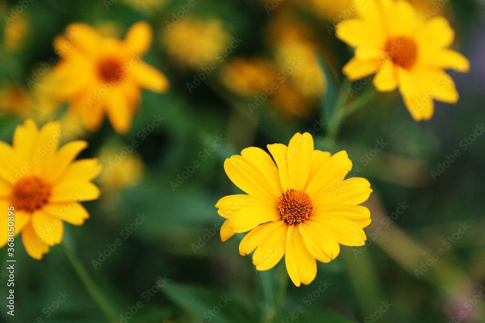 Blooming yellow flowers. The view from the top. Near. Summertime. Blooming yellow flowers. The view from the top. Near. Summertime.