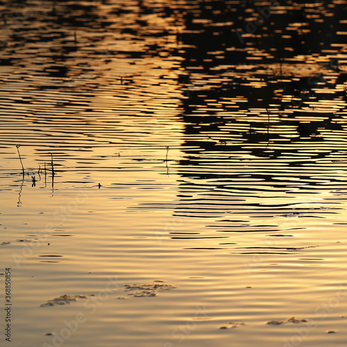 Water surface in the evening. Evening sunlight reflects on the water. Background, texture © BetterPhoto