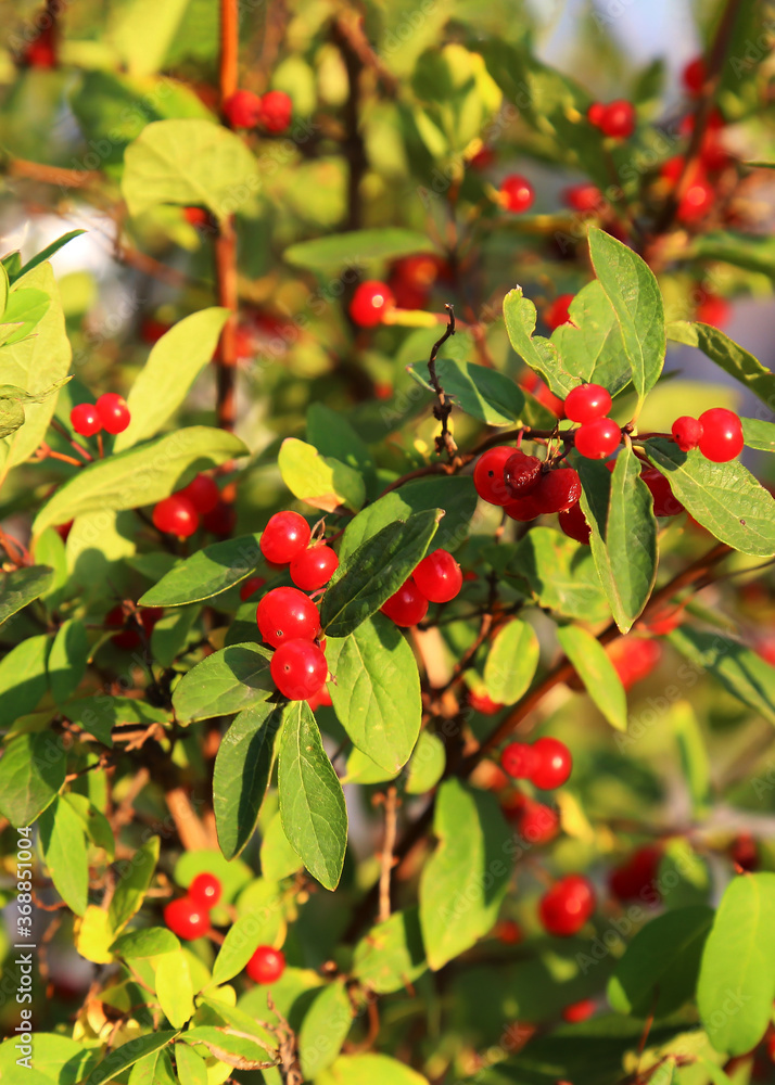 Red berries on a branch with green leaves. Lots of small berries. Near.