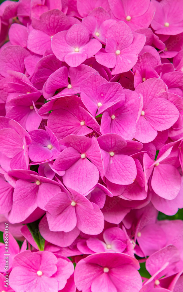 Closeup of pink hydrangea flowers 