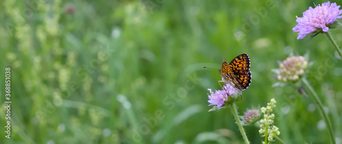 Panel kuchenny z motywem Motyl na świerzbnicy