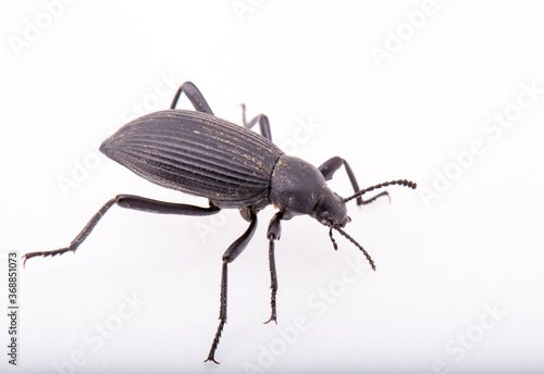 a pinacate-beetle on a white background with room for text. photo