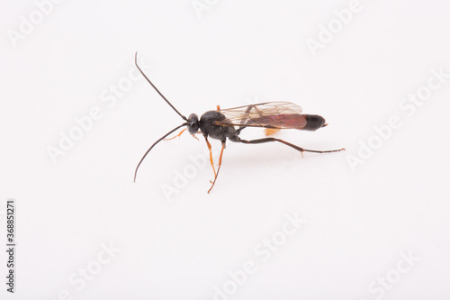 Close up flying or a Winged Carpenter on a white background, room for text