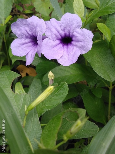 purple flower