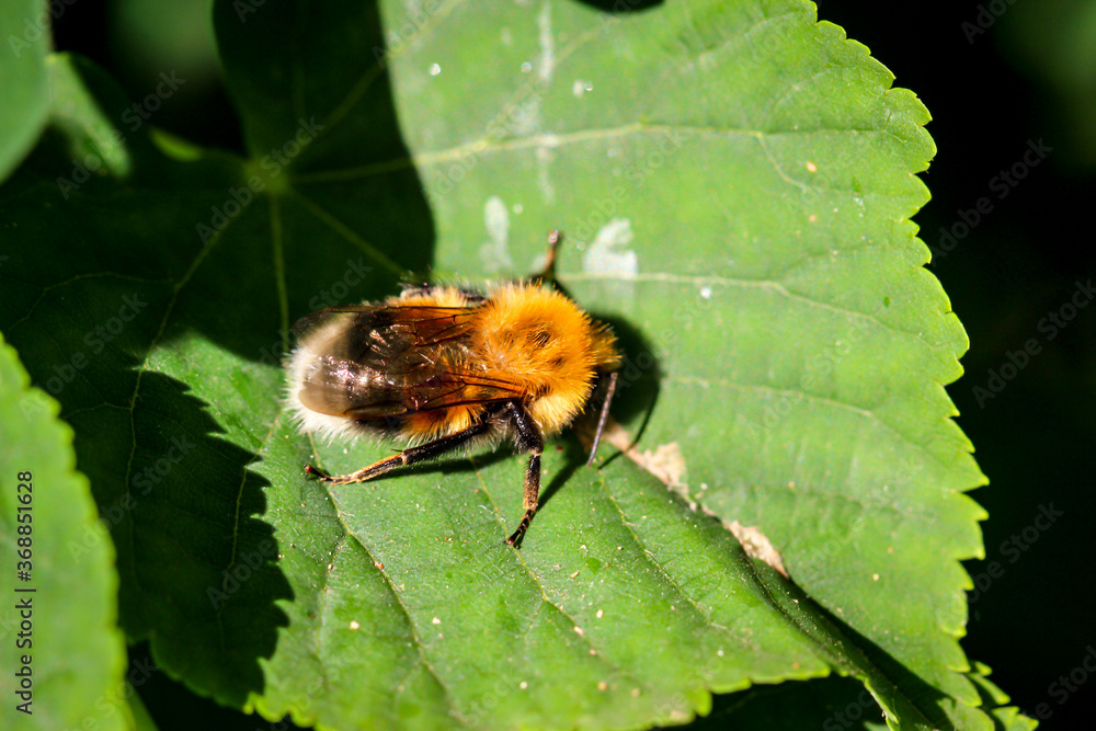 Nahaufnahme eines Bienenähnliches Insekt auf einem Blatt.