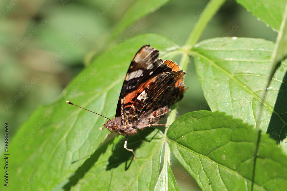 Nahaufnahme eines Admiral, schmetterling auf einer Pflanze. Nahaufnahme eines Admiral, schmetterling auf einer Pflanze.