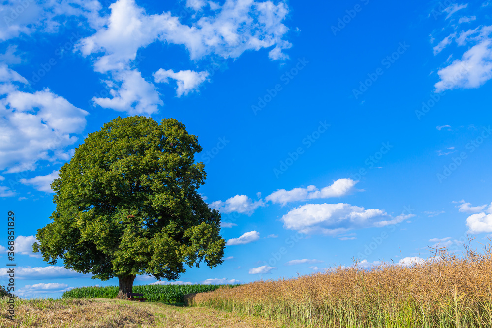 Obraz premium Baum Denkmal im Sommer