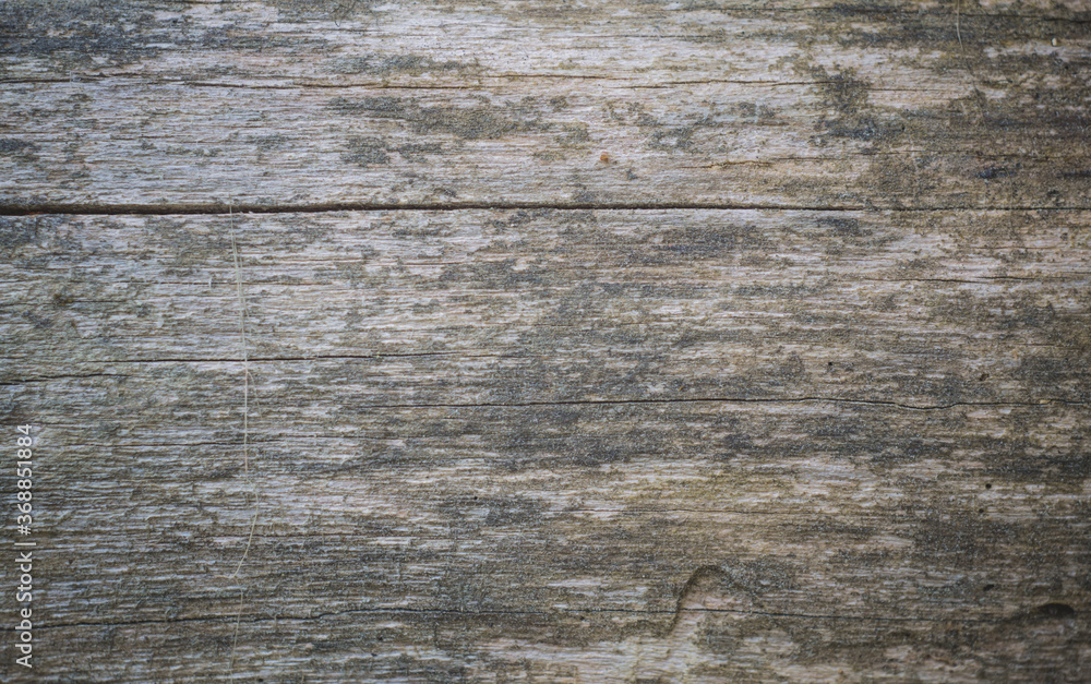Naklejka premium Texture Of Bark Wood Use As Natural Background.Copy space