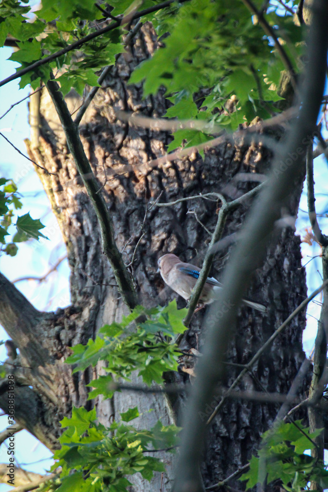 Ein Eichelhäher sitzt in der Krone eines Baum. Ein Eichelhäher sitzt in der Krone eines Baum.