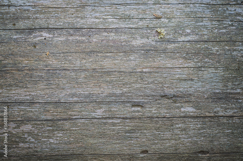 Texture Of Bark Wood Use As Natural Background.Copy space