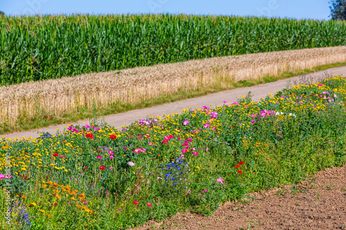 Blühstreifen für Insekten am Wegrand