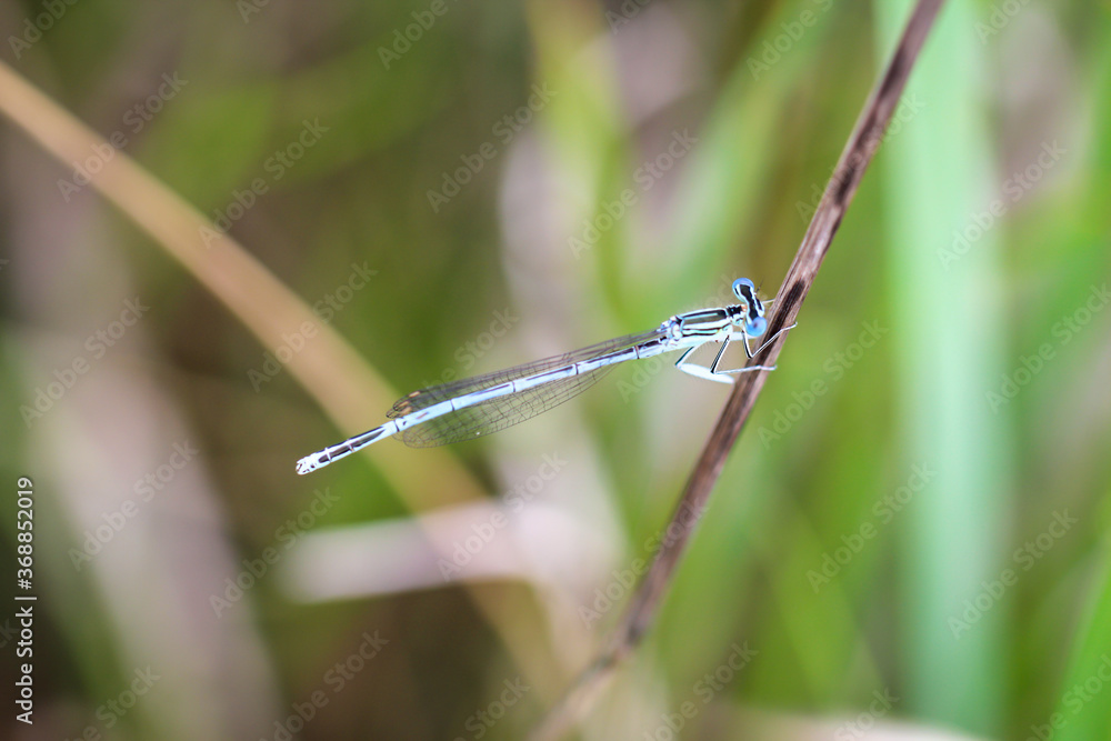Portrait einer Kleinlibelle (Zygoptera) oder Wasserjunfer. Sie gehören zu den Libellen. Portrait einer Kleinlibelle (Zygoptera) oder Wasserjunfer. Sie gehören zu den Libellen.