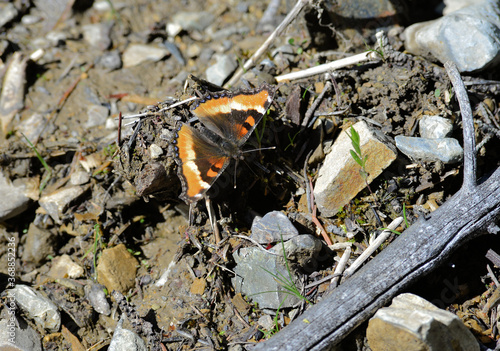 Milbert's Tortiseshell buterfly on damp rocky ground. photo