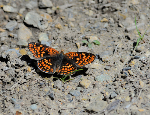 Close up of Variable Checkerspot butterfly with wings spread.