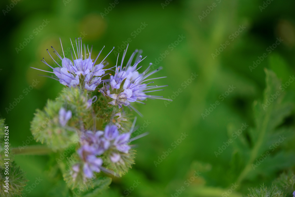 Thistle flowers in the forest. Close-up photographed. Thistle flowers in the forest. Close-up photographed.