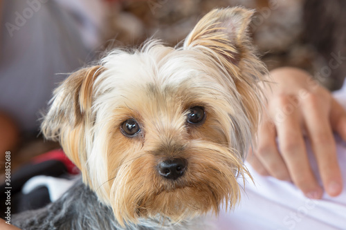 Portrait of a Yorkshire Terrier dog in the arms