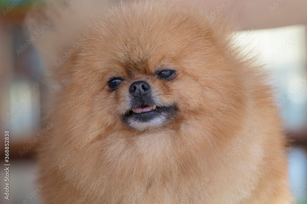 Beautiful portrait of Pomeranian Spitz