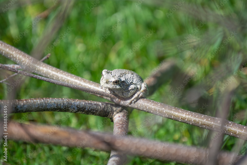 White Tree Frog on a Branch - Angled