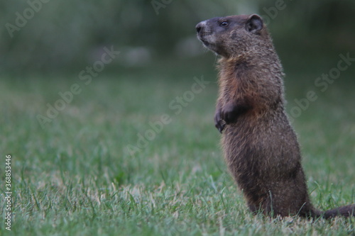 Marmot standing in the grass