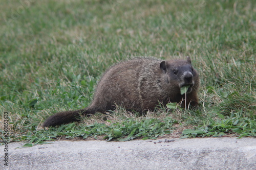 Marmot sitting in the grass