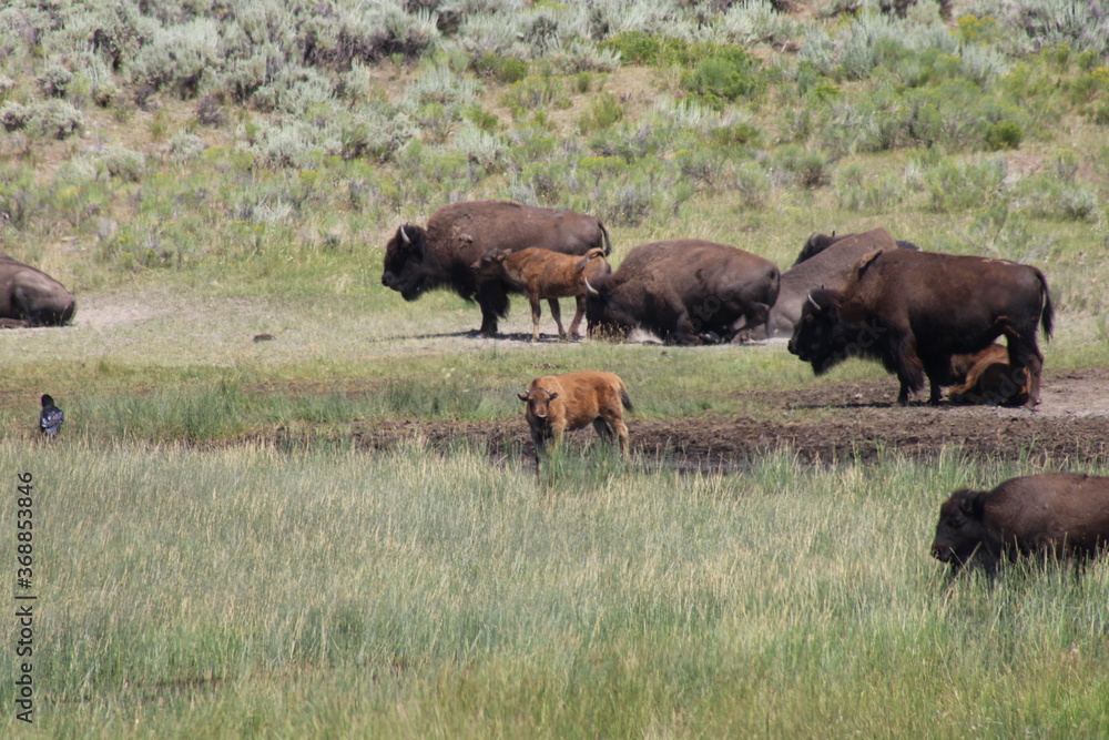 Fototapeta premium Yellowstone Bison