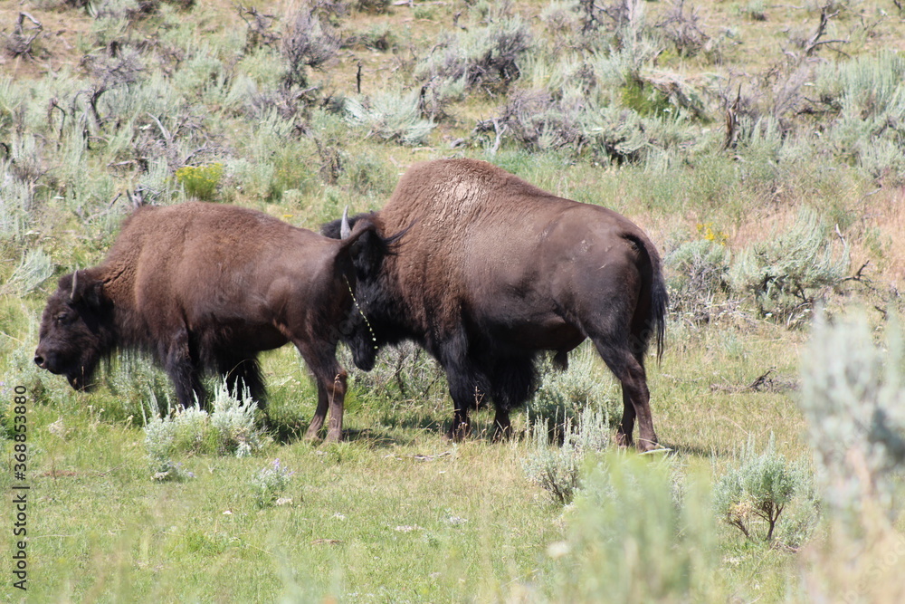 Yellowstone Bison Yellowstone Bison