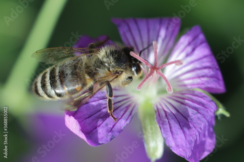 honeybee gathering pollen from purple flower