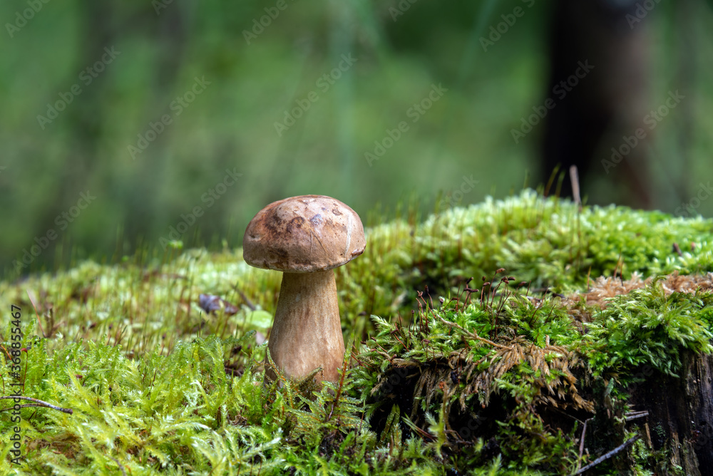 Porcini Mushroom grows in the forest Porcini Mushroom grows in the forest