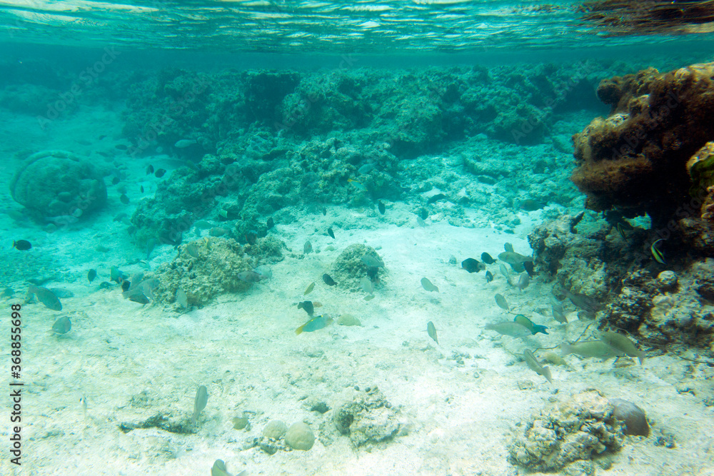 A photo of the wonderful sea life A photo of the wonderful sea life