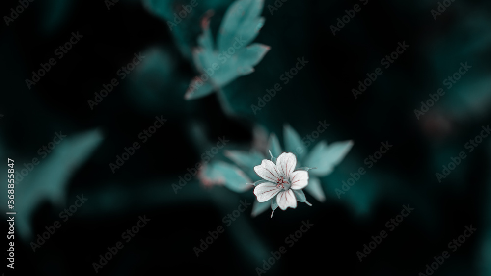 Fototapeta premium beautiful flower in garden at bright sunny day