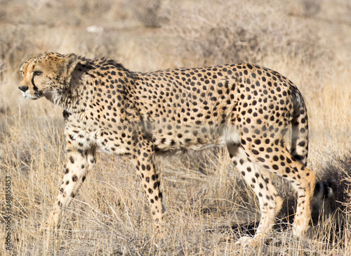 A pciture of a cheeta in savannah photo
