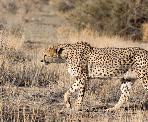 A pciture of a cheeta in savannah