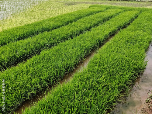 Rice plant farming rural area of India Karnataka
