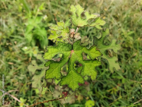 close up of green leaves