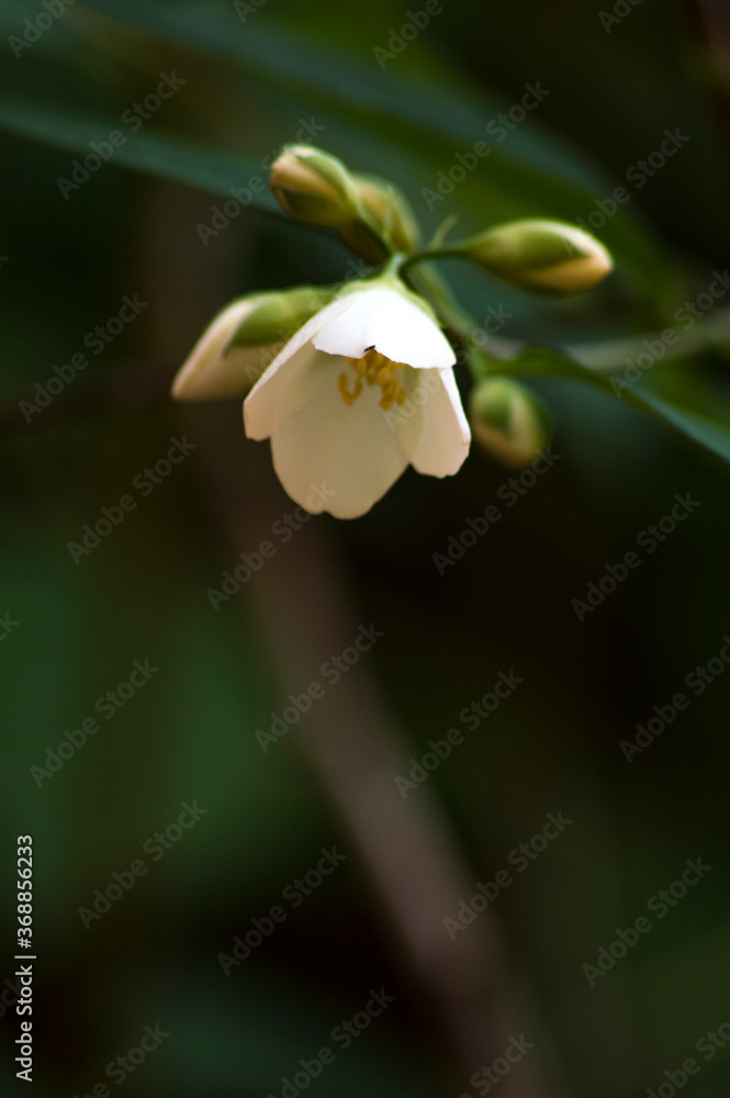 Obraz premium white flower opening