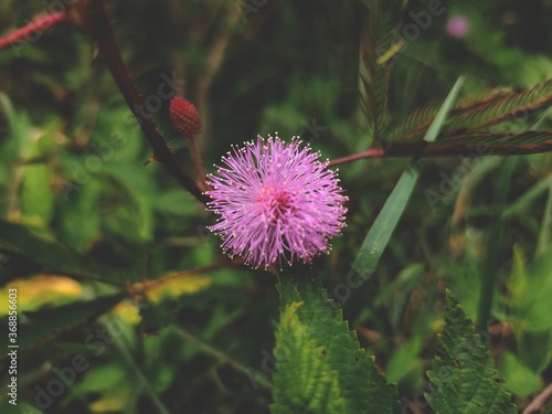 Mimosa flower captured at Hassan outdoor