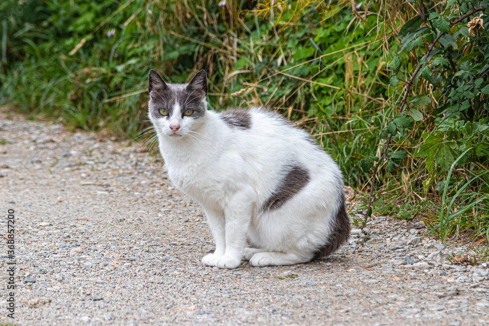 white and black cat sitting on a path white and black cat sitting on a path