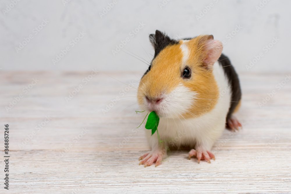 Red-haired with white spots guinea pig on a white wall background. Red-haired with white spots guinea pig on a white wall background.