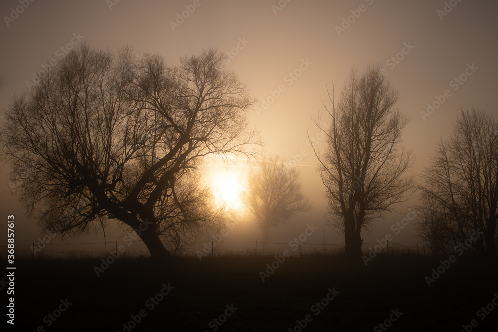 Mystische Silhouetten von Bäume, bei trauriger Stimmung im Nebel, bei Sonnenaufgang an einem Herbsttag. 
