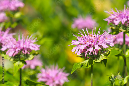 Monarda fistulosa  wild bergamot or bee balm   pink wildflower in the mint family Lamiaceae
