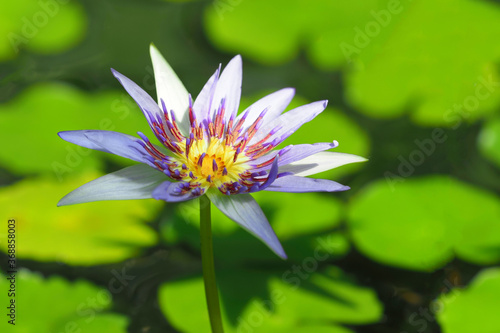Nymphaea nouchali or Nymphaea stellata, blue star lotus, red and blue water lily, blue star water lily