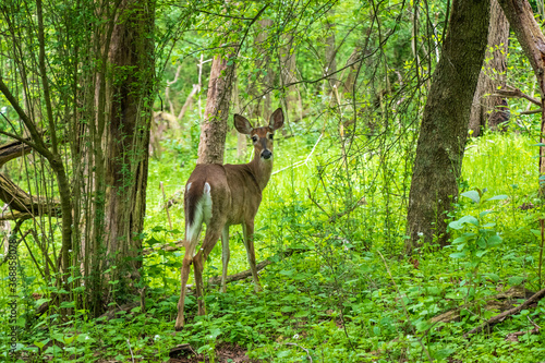 Deer in the woods © Barbora Batokova