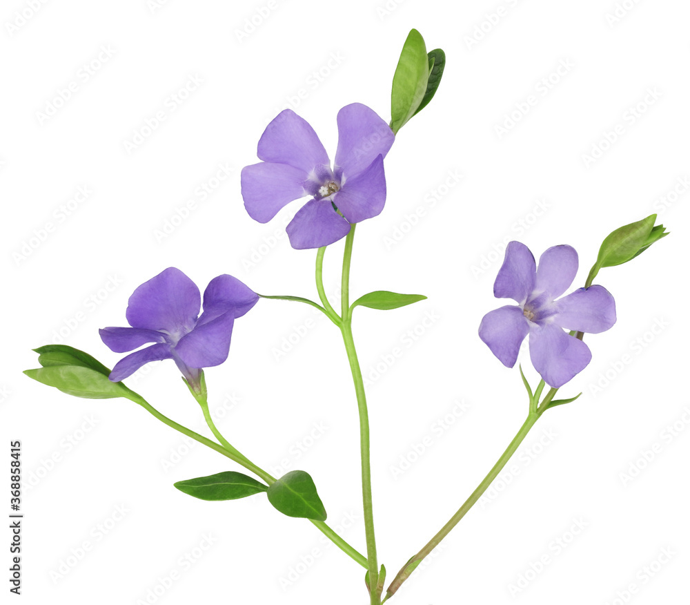 Periwinkle flowers isolated on white background Periwinkle flowers isolated on white background